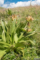 Gentiana punctata