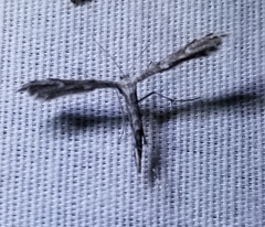 Amblyptilia pica