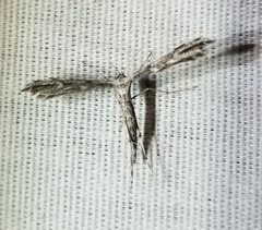 Amblyptilia pica