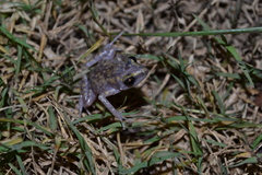 Eleutherodactylus pipilans