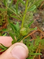 Procecidochares utilis