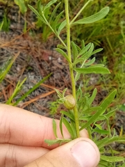 Procecidochares utilis