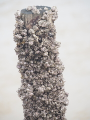 Fistulobalanus albicostatus