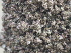 Fistulobalanus albicostatus