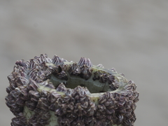 Fistulobalanus albicostatus