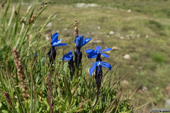 Gentiana bavarica bavarica