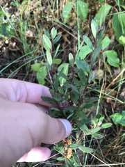 Crocanthemum bicknellii