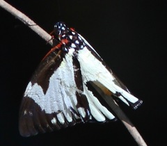 Haemonides cronis