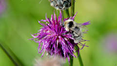 Bombus distinguendus