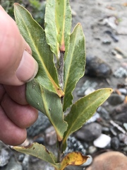 Salix setchelliana