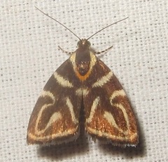 Hemerophila albertiana