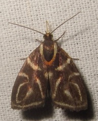 Hemerophila albertiana