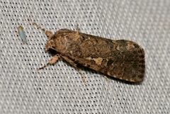 Spodoptera cilium