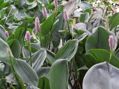 Pontederia sagittata