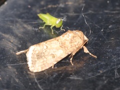 Spodoptera cilium