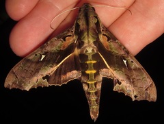 Hemeroplanes ornatus