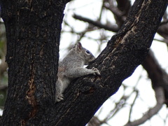 Sciurus nayaritensis