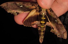 Hemeroplanes ornatus