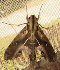 Hemeroplanes ornatus