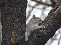 Sciurus nayaritensis