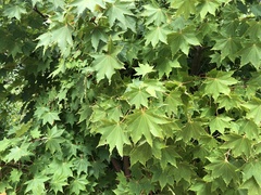 Acer pseudosieboldianum