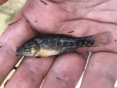 Dormitator maculatus