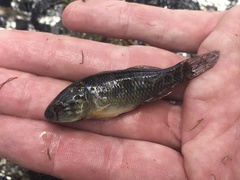 Dormitator maculatus