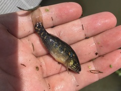 Dormitator maculatus