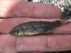 Dormitator maculatus