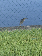 Butorides virescens image