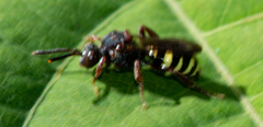 Nomada vicina