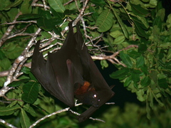 Pteropus vampyrus