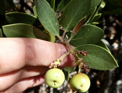 Arctostaphylos parryana