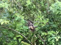 Araneus ventricosus