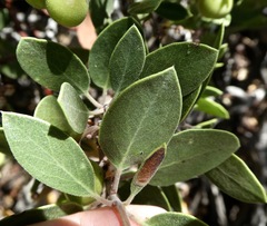 Arctostaphylos parryana