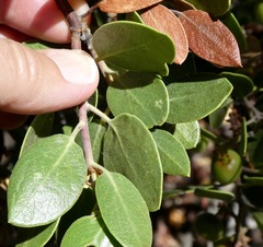 Arctostaphylos parryana