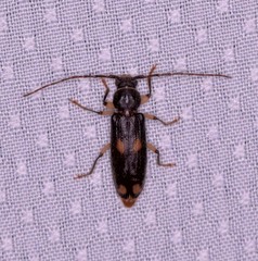 Tylonotus bimaculatus