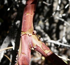 Arctostaphylos parryana