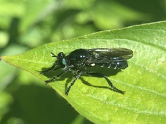 Laphria franciscana