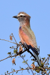 Coracias naevius mosambicus