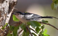 Dryoscopus cubla hamatus