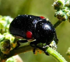 Saxinis saucia