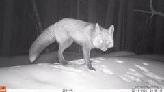 Vulpes vulpes necator