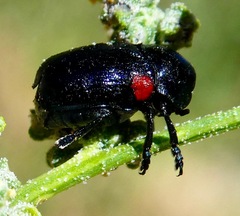 Saxinis saucia