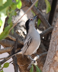 Dryoscopus cubla hamatus