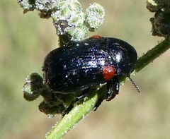 Saxinis saucia
