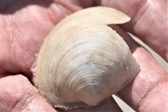 Phacoides pectinatus