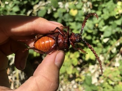 Prionus californicus