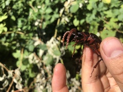 Prionus californicus