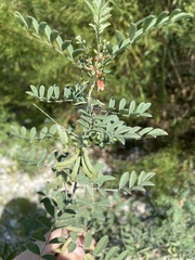 Indigofera lindheimeriana